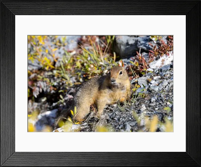 Framed Print : Arctic Ground Squirrel in Denali National Park Alaska in Autumn Framed Print : Arctic Ground Squirrel in Denali National Park Alaska in Autumn