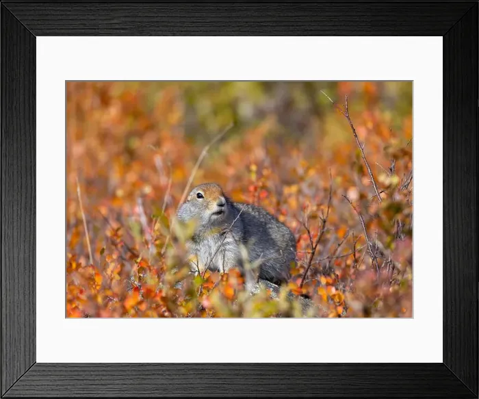 Framed Print : Arctic Ground Squirrel in Denali National Park Alaska in Autumn Framed Print : Arctic Ground Squirrel in Denali National Park Alaska in Autumn
