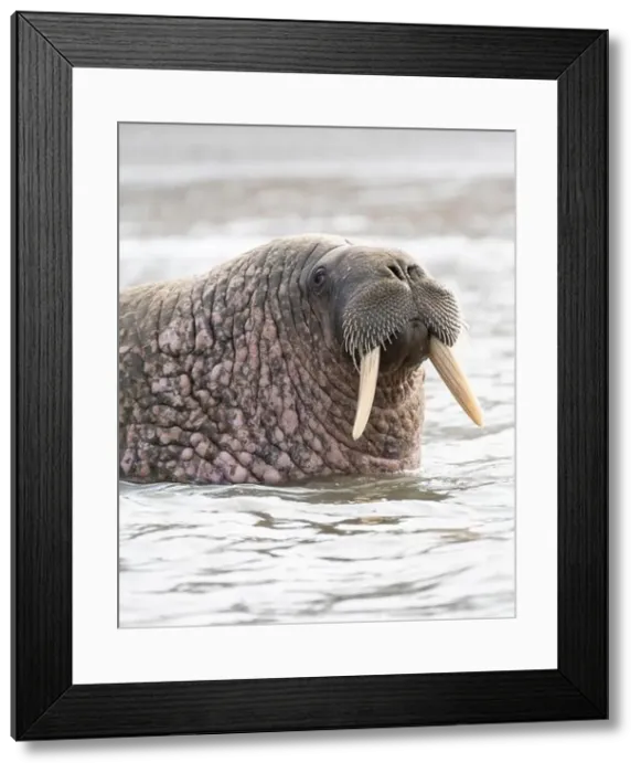 Framed Print : Close up of the head of a male walrus swimming in water in Svalbard Framed Print : Close up of the head of a male walrus swimming in water in Svalbard