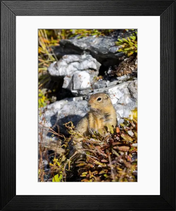 Framed Print : Arctic Ground Squirrel in Denali National Park Alaska in Autumn Framed Print : Arctic Ground Squirrel in Denali National Park Alaska in Autumn