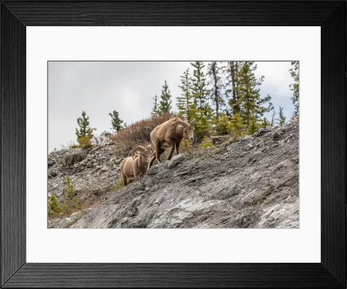 Framed Print : Wild bighorn sheep (Ovis canadensis) seen in Banff National Park during summer time with blurred Framed Print : Wild bighorn sheep (Ovis canadensis) seen in Banff National Park during summer time with blurred