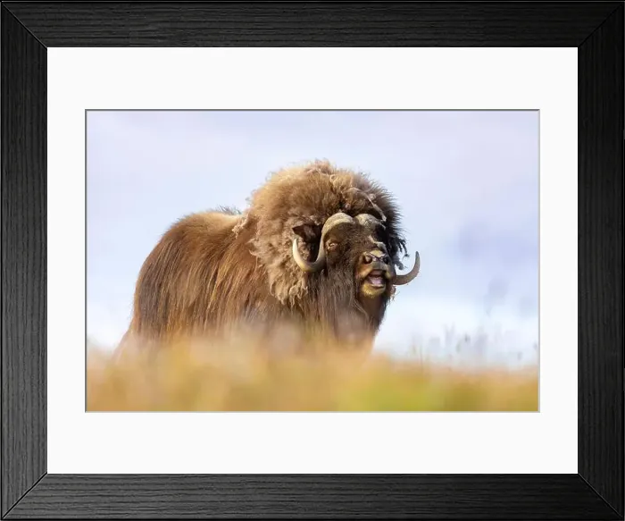 Framed Print : Close-up of a male muskox. Republic of Sakha, Yakutia, Russia Framed Print : Close-up of a male muskox. Republic of Sakha, Yakutia, Russia