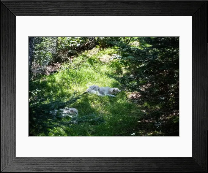 Framed Print : Arctic foxes resting at Salmonier Nature Park on NL 90 in Holyrood, Newfoundland & Labrador, Canada Framed Print : Arctic foxes resting at Salmonier Nature Park on NL 90 in Holyrood, Newfoundland & Labrador, Canada