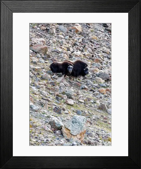 Framed Print : Mother and calf musk ox, Ovibos moschatus Framed Print : Mother and calf musk ox, Ovibos moschatus