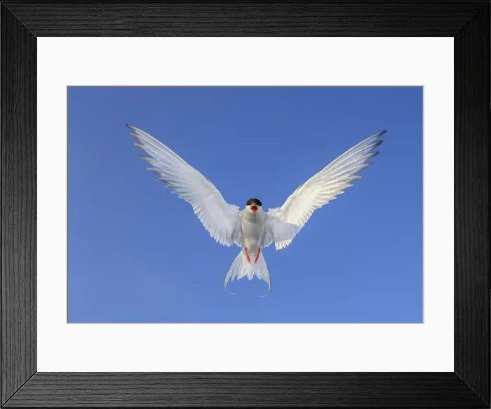 Framed Print : An Arctic Arctic Tern (Sterna paradisaea) with outspread wings flying in front of a clear blue sky Framed Print : An Arctic Arctic Tern (Sterna paradisaea) with outspread wings flying in front of a clear blue sky
