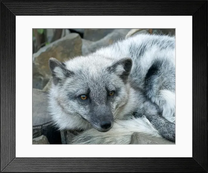 Framed Print : Arctic fox, white fox, polar fox, snow fox, Polarfuchs, Renard polaire, Vulpes lagopus, sarki róka Framed Print : Arctic fox, white fox, polar fox, snow fox, Polarfuchs, Renard polaire, Vulpes lagopus, sarki róka