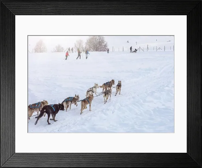 Framed Print : Donovaly, Slovakia - 28 January, 2023 : Dog sled running during freezing winter. High quality photo Framed Print : Donovaly, Slovakia - 28 January, 2023 : Dog sled running during freezing winter. High quality photo