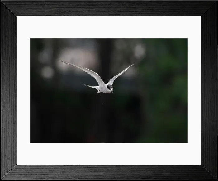 Framed Print : Arctic tern (Sterna paradisaea)