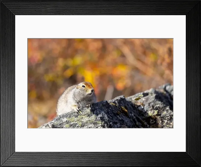 Framed Print : Cute Arctic ground Squirrel in Denali National Park Alaska in Autumn