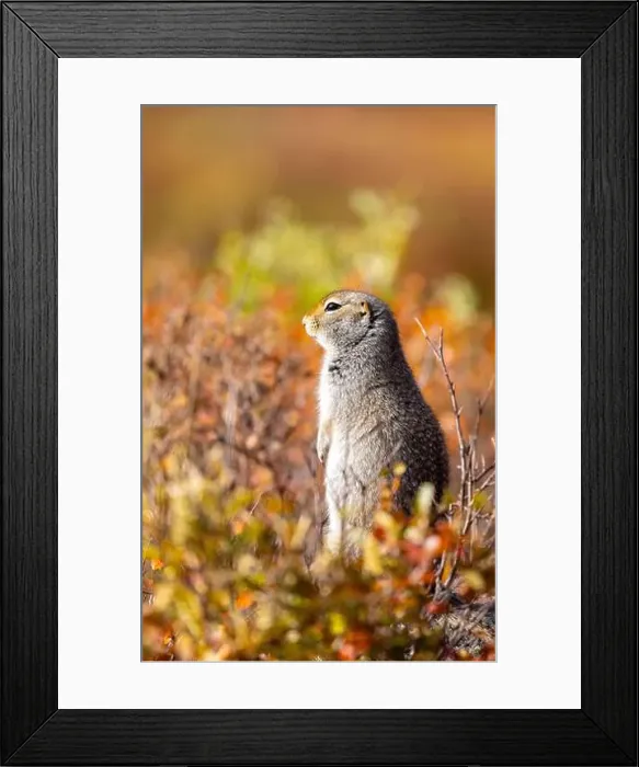 Framed Print : Cute Arctic ground Squirrel in Denali National Park Alaska in Autumn Framed Print : Cute Arctic ground Squirrel in Denali National Park Alaska in Autumn