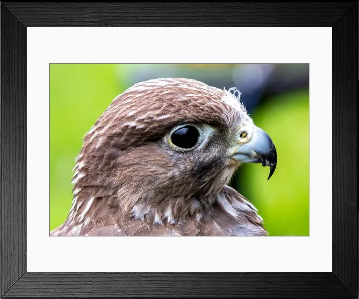 Framed Print : Gyrfalcon feeds on birds and small mammals. Commonly found in Arctic and sub-Arctic regions Framed Print : Gyrfalcon feeds on birds and small mammals. Commonly found in Arctic and sub-Arctic regions