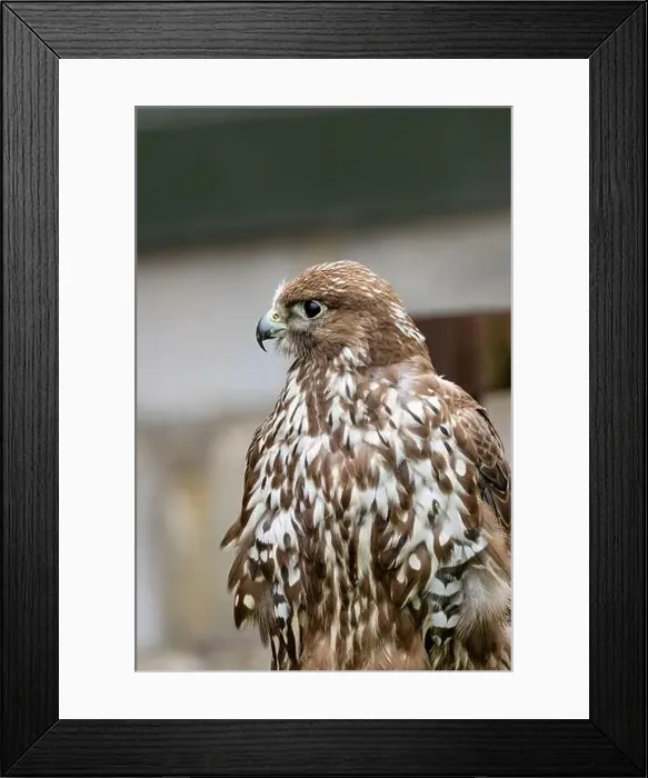 Framed Print : Gyrfalcon feeds on birds and small mammals. Commonly found in Arctic and sub-Arctic regions Framed Print : Gyrfalcon feeds on birds and small mammals. Commonly found in Arctic and sub-Arctic regions