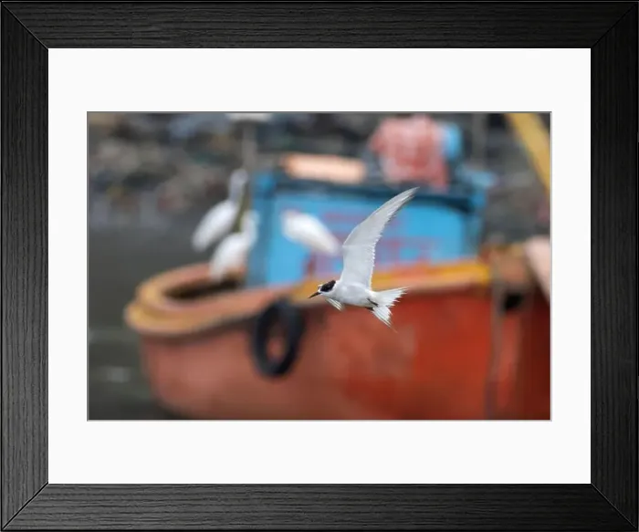 Framed Print : Arctic tern (Sterna paradisaea)