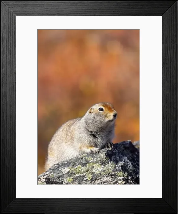 Framed Print : Cute Arctic ground Squirrel in Denali National Park Alaska in Autumn Framed Print : Cute Arctic ground Squirrel in Denali National Park Alaska in Autumn