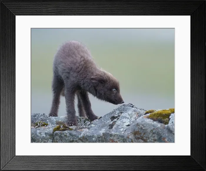 Framed Print : Arctic fox cub cautiously walking along rocky outcrop, Iceland Framed Print : Arctic fox cub cautiously walking along rocky outcrop, Iceland