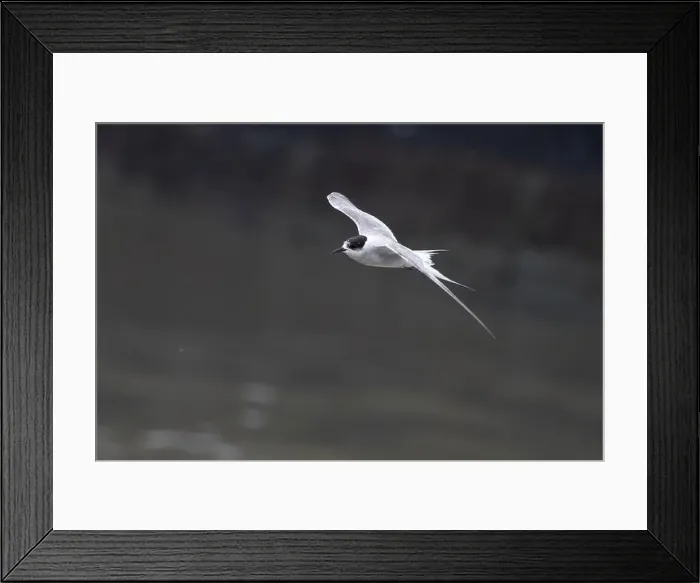 Framed Print : Arctic tern (Sterna paradisaea)