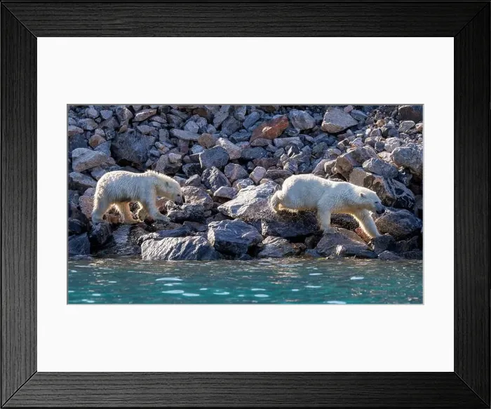 Framed Print : Two polar bears, Ursus Maritimus Framed Print : Two polar bears, Ursus Maritimus