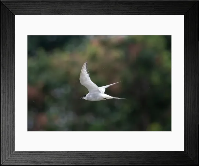 Framed Print : Arctic tern (Sterna paradisaea)