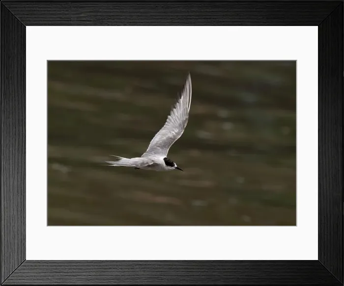 Framed Print : Arctic tern (Sterna paradisaea)