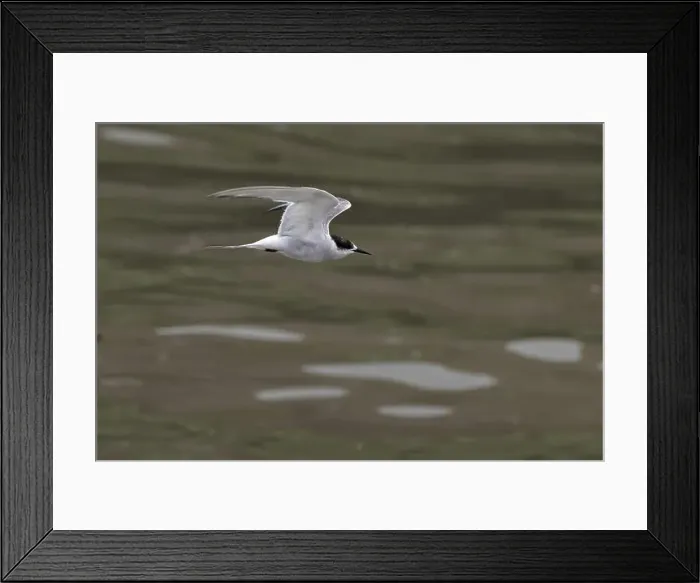 Framed Print : Arctic tern (Sterna paradisaea)