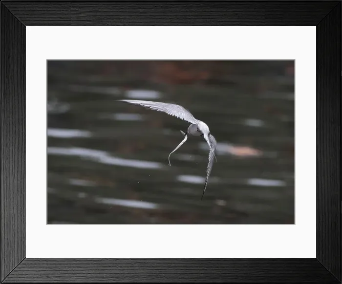 Framed Print : Arctic tern (Sterna paradisaea)