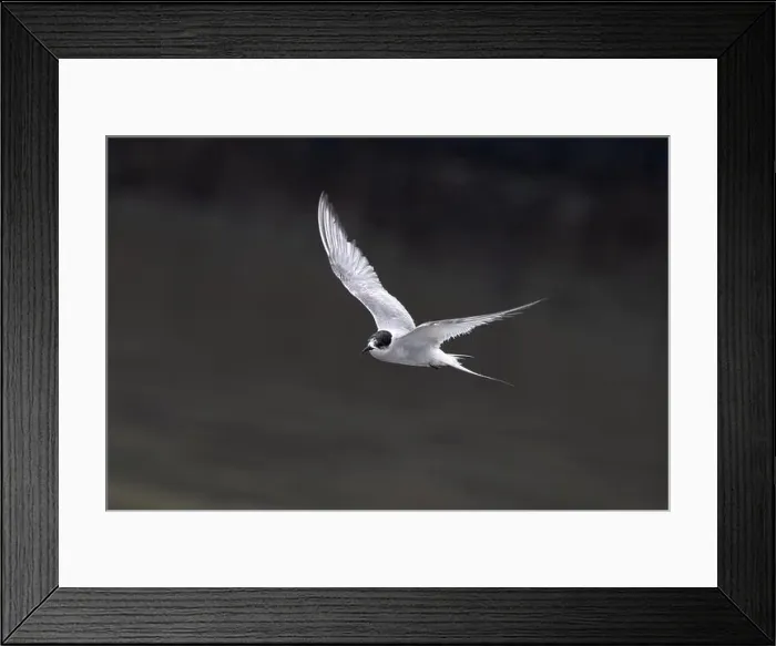 Framed Print : Arctic tern (Sterna paradisaea)