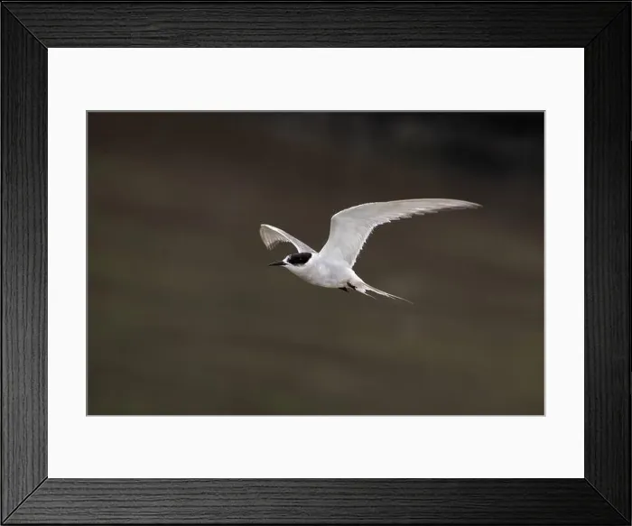 Framed Print : Arctic tern (Sterna paradisaea)