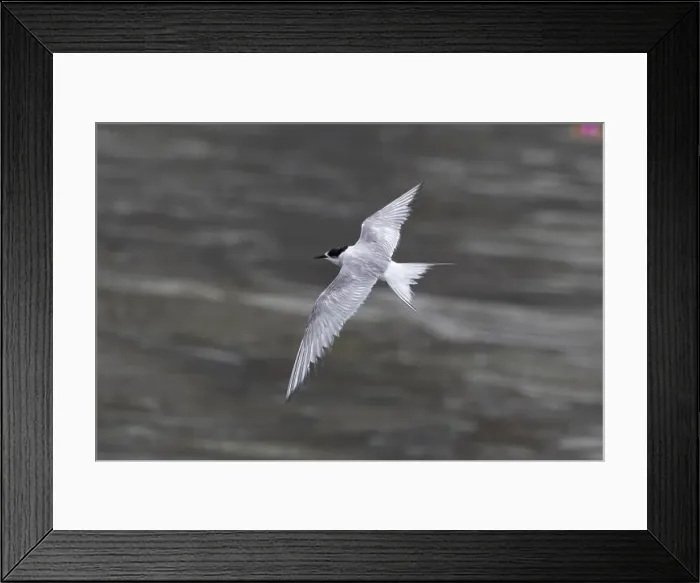 Framed Print : Arctic tern (Sterna paradisaea)