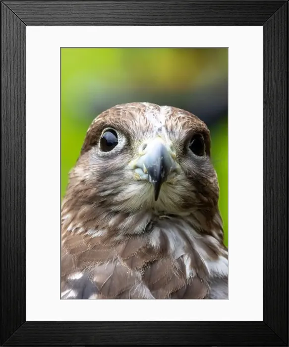 Framed Print : Gyrfalcon feeds on birds and small mammals. Commonly found in Arctic and sub-Arctic regions Framed Print : Gyrfalcon feeds on birds and small mammals. Commonly found in Arctic and sub-Arctic regions