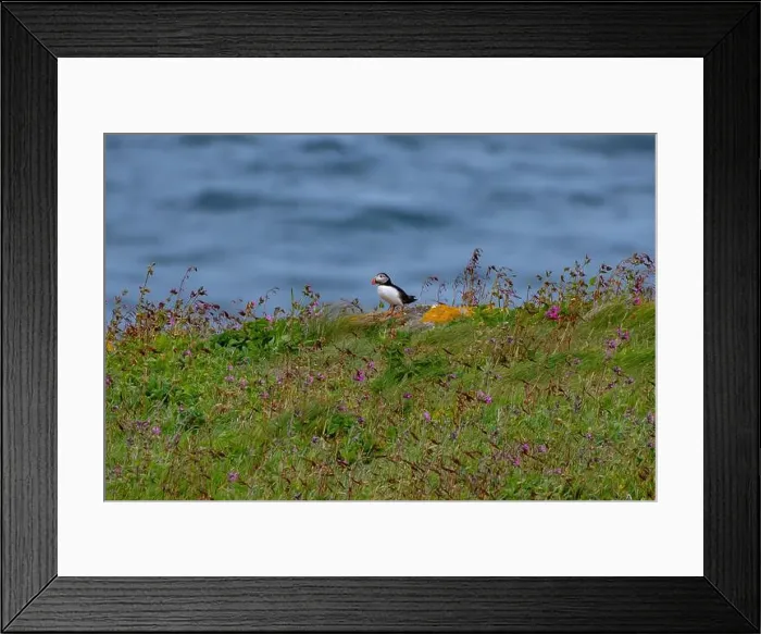 Framed Print : Seabird Species Atlantic Puffin (Fratercula arctica) On Seabird Reserve Handa Island In Scotland, UK Framed Print : Seabird Species Atlantic Puffin (Fratercula arctica) On Seabird Reserve Handa Island In Scotland, UK