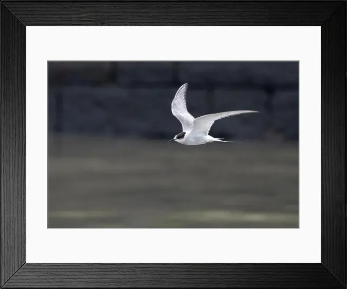 Framed Print : Arctic tern (Sterna paradisaea)