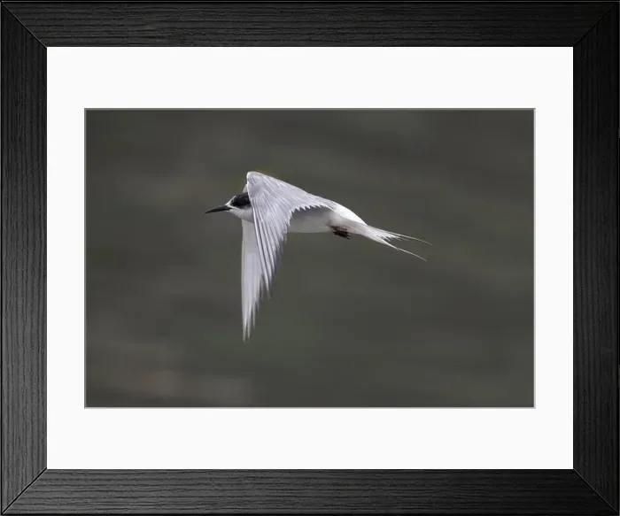 Framed Print : Arctic tern (Sterna paradisaea)