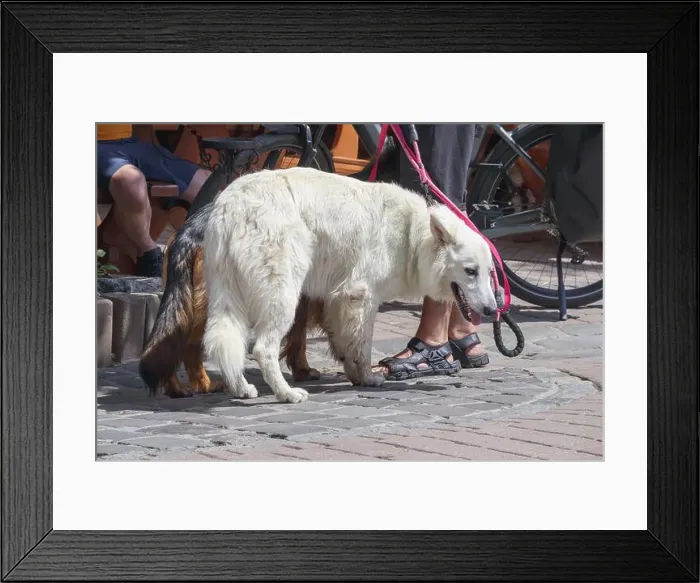 Framed Print : white and hairy dog on the street on a hot day Framed Print : white and hairy dog on the street on a hot day