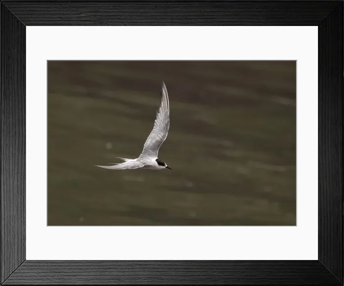 Framed Print : Arctic tern (Sterna paradisaea)