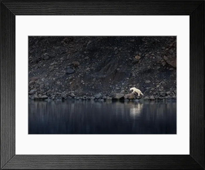 Framed Print : A polar bear walking along the rocky shore of Vikinge Bay Framed Print : A polar bear walking along the rocky shore of Vikinge Bay