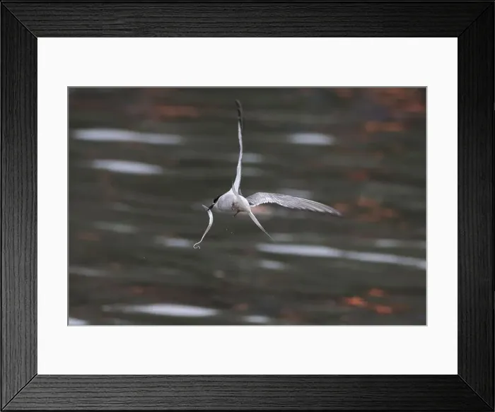 Framed Print : Arctic tern (Sterna paradisaea)