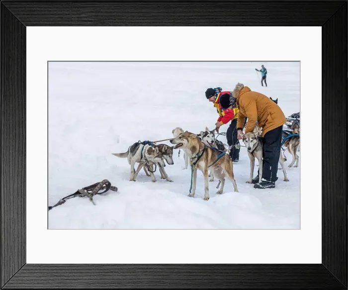 Framed Print : Donovaly, Slovakia - 28 January, 2023 : Dog sled with mushers during freezing winter. High quality photo Framed Print : Donovaly, Slovakia - 28 January, 2023 : Dog sled with mushers during freezing winter. High quality photo