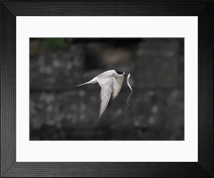 Framed Print : Arctic tern (Sterna paradisaea)