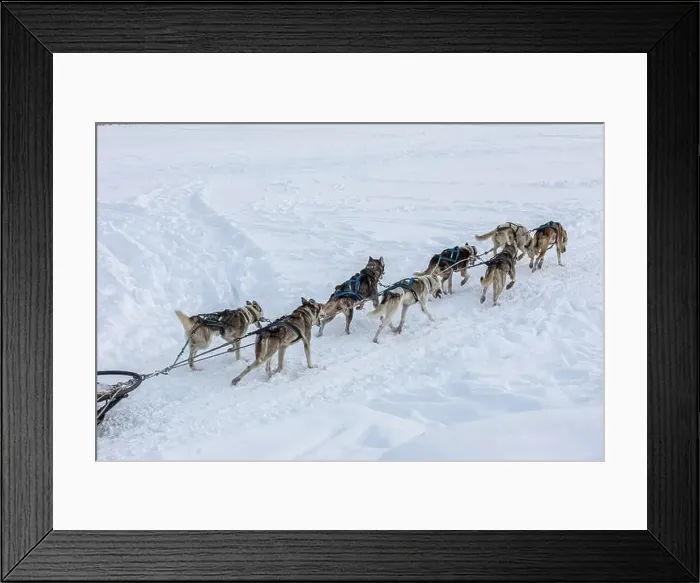 Framed Print : Donovaly, Slovakia - 28 January, 2023 : Dog sled running during freezing winter. High quality photo Framed Print : Donovaly, Slovakia - 28 January, 2023 : Dog sled running during freezing winter. High quality photo