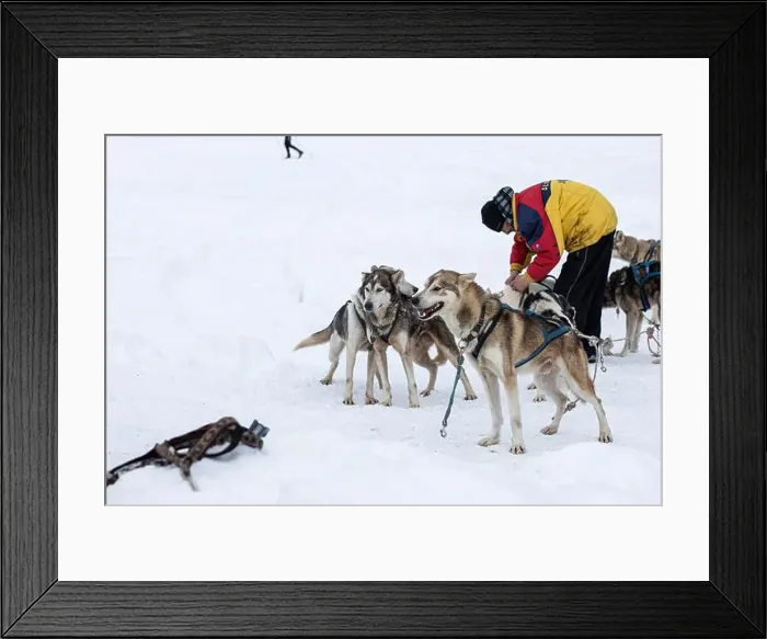 Framed Print : Donovaly, Slovakia - 28 January, 2023 : Dog sled with mushers during freezing winter. High quality photo Framed Print : Donovaly, Slovakia - 28 January, 2023 : Dog sled with mushers during freezing winter. High quality photo