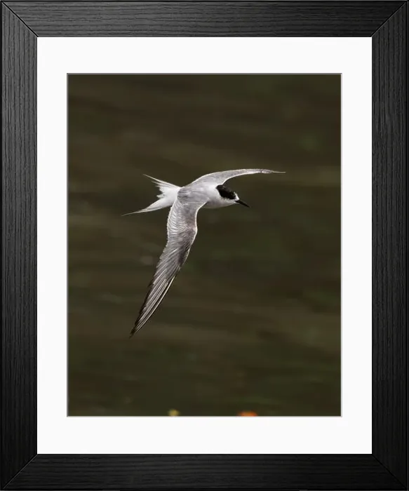 Framed Print : Arctic tern (Sterna paradisaea)