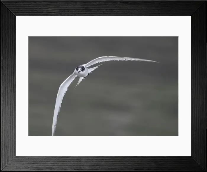 Framed Print : Arctic tern (Sterna paradisaea)