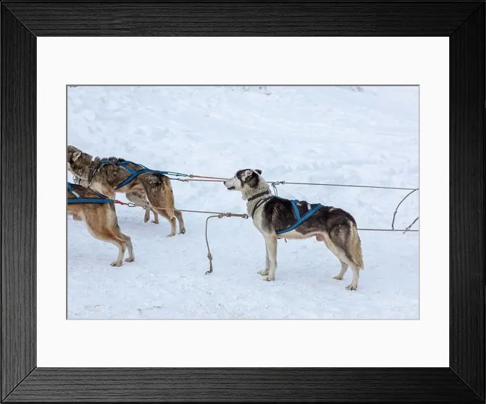 Framed Print : Donovaly, Slovakia - 28 January, 2023 : Dog sled during freezing winter. High quality photo Framed Print : Donovaly, Slovakia - 28 January, 2023 : Dog sled during freezing winter. High quality photo
