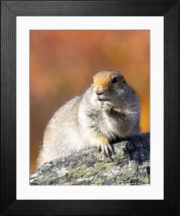 Framed Print : Cute Arctic ground Squirrel in Denali National Park Alaska in Autumn Framed Print : Cute Arctic ground Squirrel in Denali National Park Alaska in Autumn