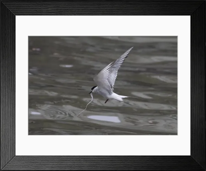 Framed Print : Arctic tern (Sterna paradisaea)