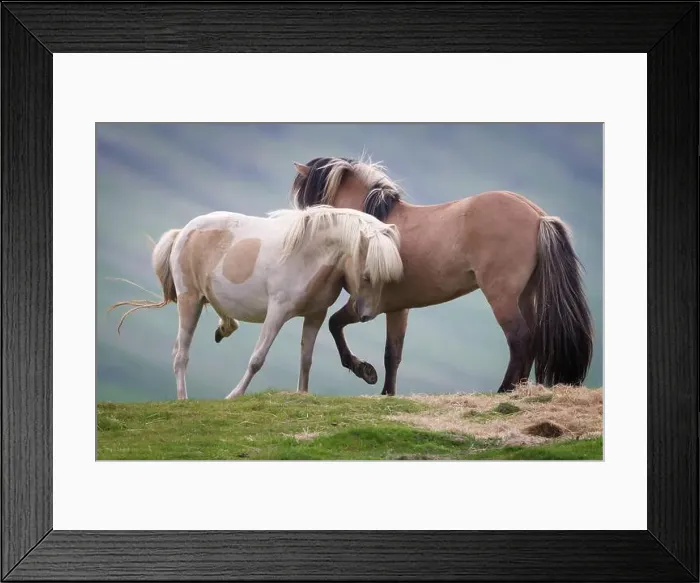 Framed Print : Icelandic horses playing in a field, Iceland Framed Print : Icelandic horses playing in a field, Iceland