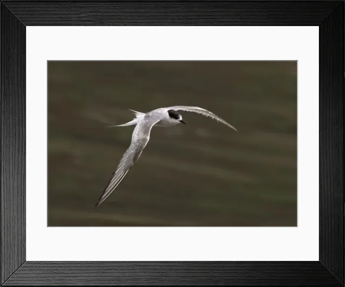 Framed Print : Arctic tern (Sterna paradisaea)