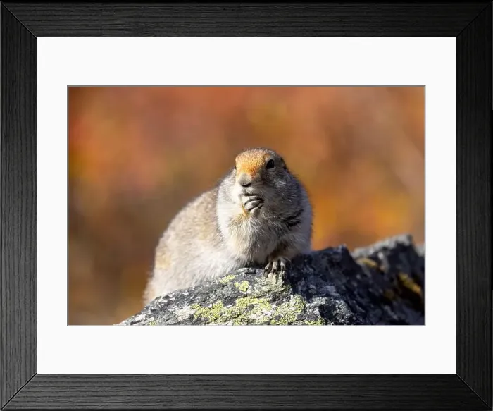 Framed Print : Cute Arctic ground Squirrel in Denali National Park Alaska in Autumn Framed Print : Cute Arctic ground Squirrel in Denali National Park Alaska in Autumn