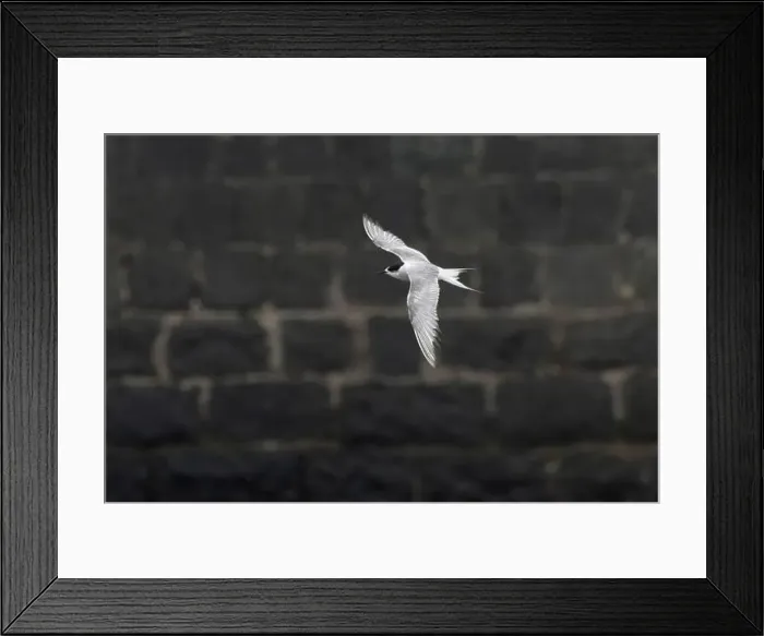 Framed Print : Arctic tern (Sterna paradisaea)