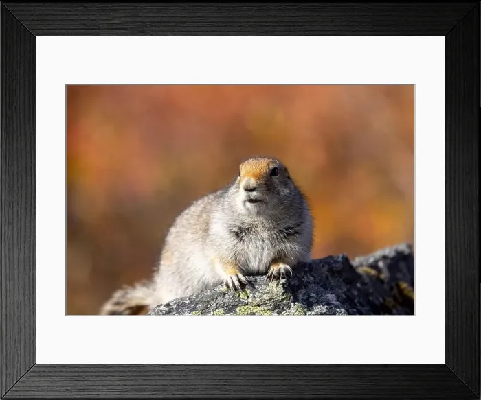 Framed Print : Cute Arctic ground Squirrel in Denali National Park Alaska in Autumn Framed Print : Cute Arctic ground Squirrel in Denali National Park Alaska in Autumn